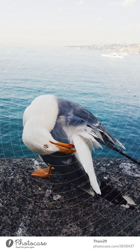sea bird seagull larus sitting on stone and cleaning his wings, in front of high sea view, blue water animal background closeup white isolated larus michahellis