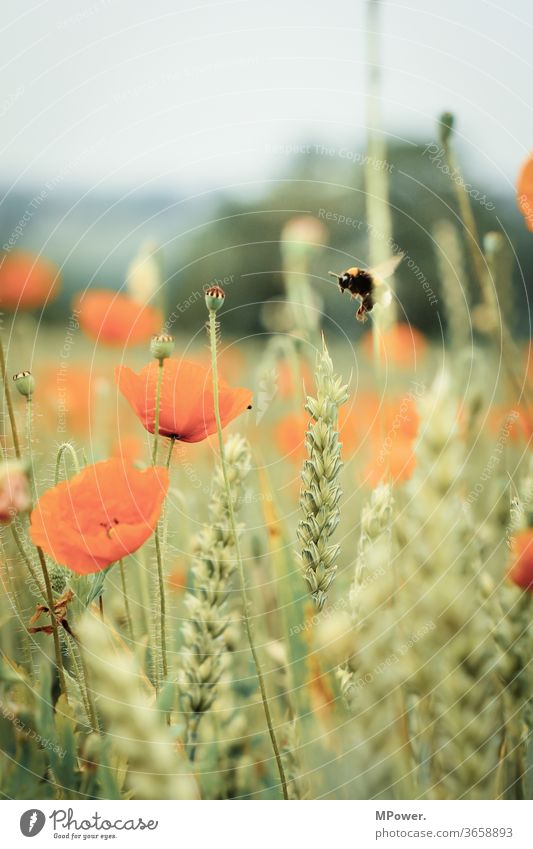 landing approach Poppy Poppy field flowers Bee Bumble bee bumblebee flight Grain field Summer Poppy blossom Colour photo Insect Insect repellent Flying Close-up