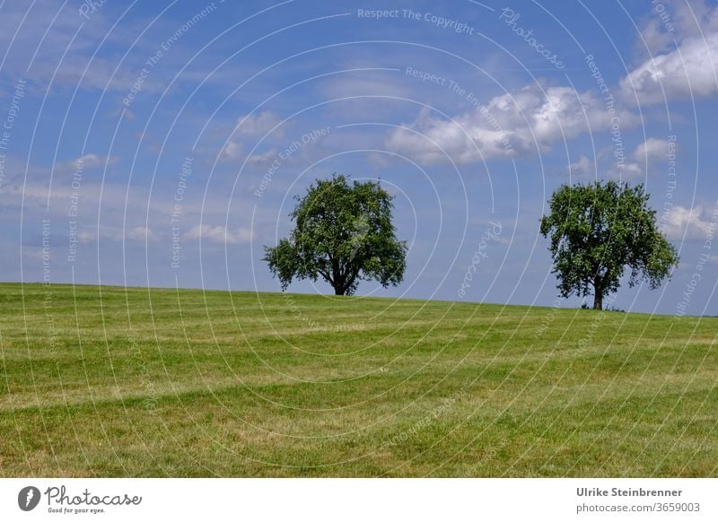 Two single trees on a green meadow under a blue sky Fruit trees unattached two Meadow Green Sky Blue Hill In pairs Grass Field tree field Summer Landscape