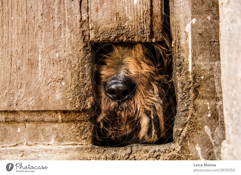 Hidden brown dog behind old door Dog Animal Exterior shot Animal portrait Watchdog brown door hidden dog