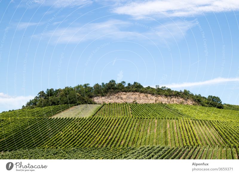 mountain of knowledge Vineyard Wine growing Exterior shot Summer Agricultural crop Bunch of grapes Deserted Grape harvest Winery Colour photo Day hillock green