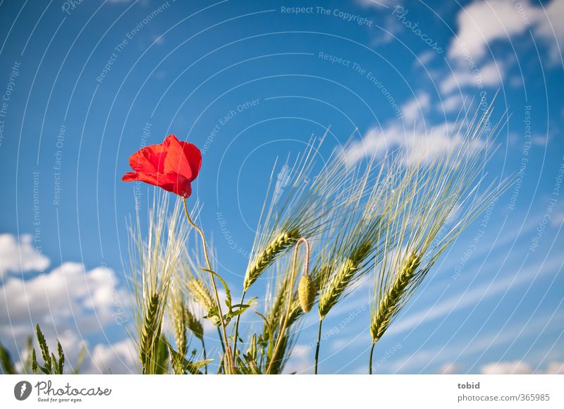 Poppy in front of a blue sky Grain Nature Sky Clouds Summer Beautiful weather Agricultural crop Ear of corn Idyll Colour photo Exterior shot Detail Deserted Day