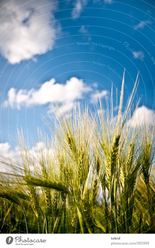 cereals Grain Summer Environment Nature Sky Clouds Beautiful weather Plant Ear of corn Field Growth green ears of corn Colour photo Exterior shot Detail Day