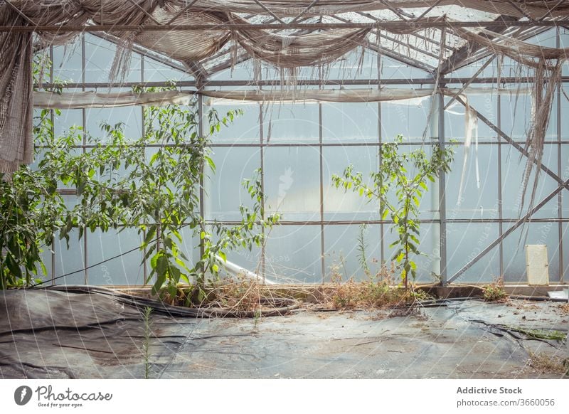 Weathered interior of abandoned greenhouse hothouse glass glasshouse building shabby growth weathered botany dried flora old grunge natural plant wall organic