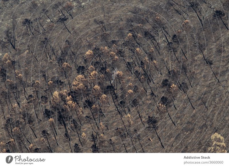 Charred trees after wild fire forest charred burn lifeless dry nature destruct landscape disaster ecology woodland peaceful daytime scenery environment