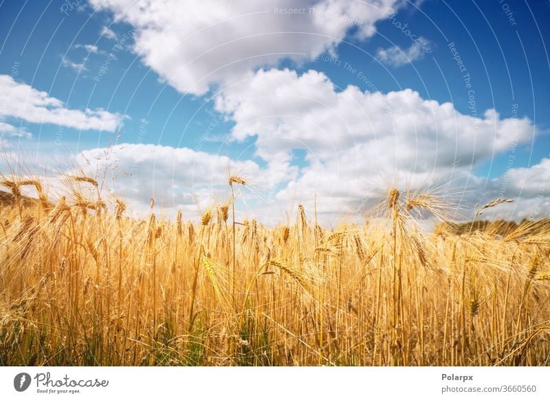 Golden wheat grain on a rural field scenery cultivate agricultural country natural dry closeup beautiful autumn corn sunset farming blue farmland sunlight sunny