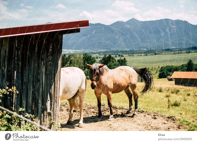 Two horses outside on the paddock in Oberbayern with mountains in the background To feed Animal Willow tree Nature Summer idyllically Landscape Alps