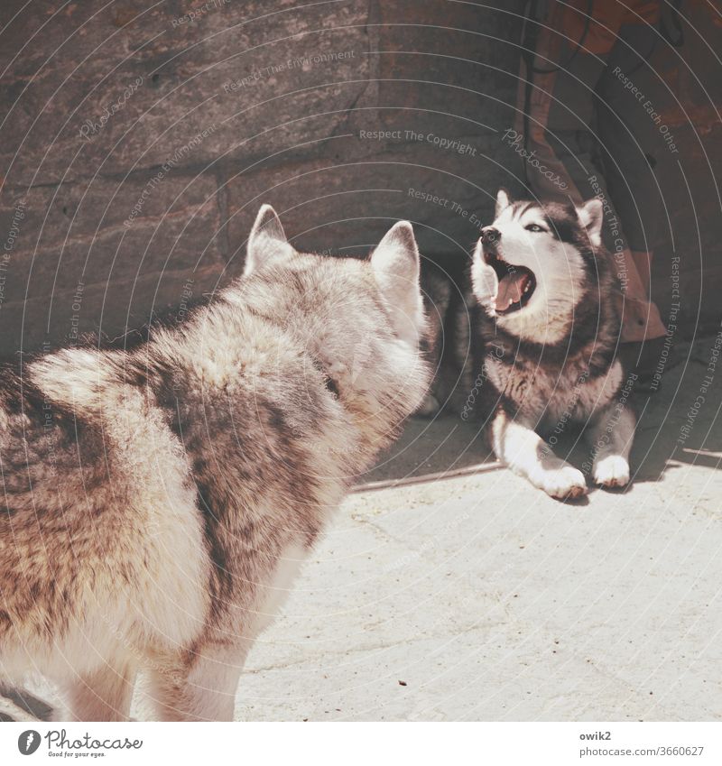 COMPETITIVE PRESSURE Husky two Opposite animals Competition Yawn look Observe Testing & Control Looking Exterior shot portrait Animal portrait Pelt ears Pointed