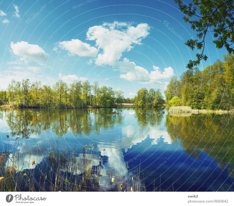 Over large pond Lake Idyll Panorama (View) Plant Water Sky Reflection Landscape Nature windless Exterior shot Deserted Colour photo Clouds Beautiful weather
