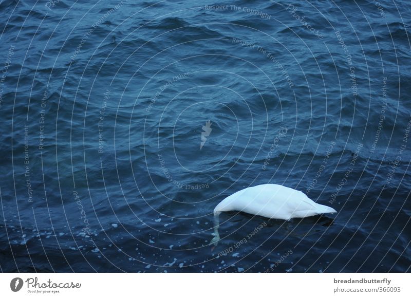 If I can't see you, you can't see me either! Environment Animal Elements Water Wild animal Swan Wing 1 Nature Exterior shot Evening