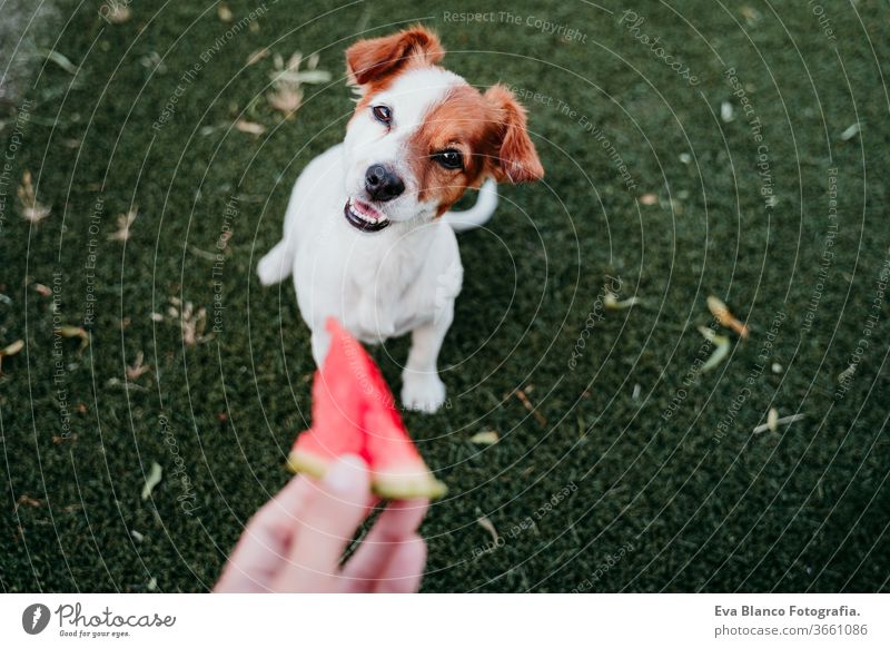 cute jack russell dog eating watermelon outdoors. woman hand holding slice of watermelon. summertime food fresh healthy green lawn love relaxation tasty