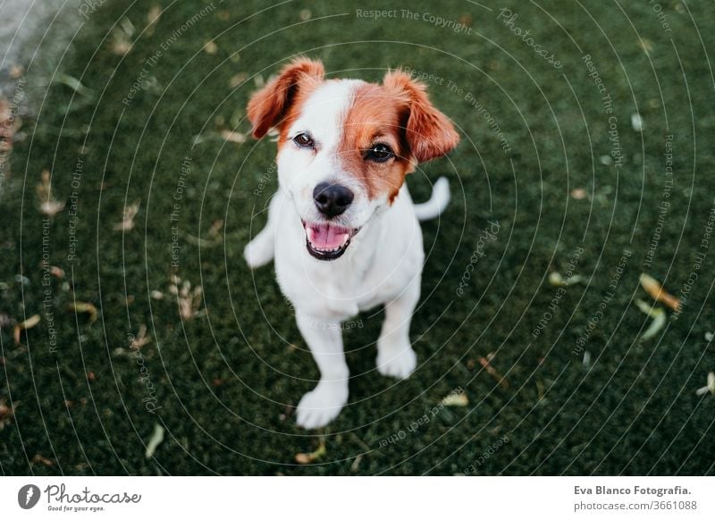 portrait of cute jack russell dog smiling outdoors sitting on the grass, summer time waiting purebred small lifestyle lawn jack russel terrier space brown