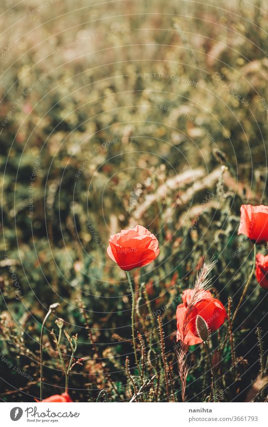 Red poppies in a field in summer poppy flower floral background backligth spring sun sunny warm beatiful natural nature blossoming bloom in bloom red green