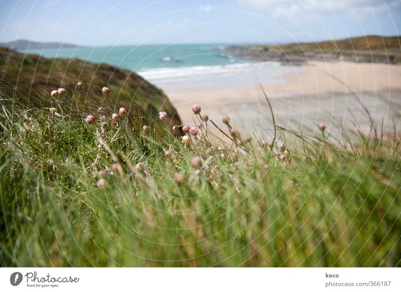Wind and sea Nature Landscape Plant Sand Water Sky Clouds Spring Summer Beautiful weather Flower Grass Blossom Meadow Waves Coast Beach Bay Ocean Blossoming