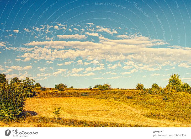Mediterranean steppe - Island of Pag Steppe Landscape Exterior shot Deserted Sky Grass Nature Plant Beautiful weather Sunlight bushes Far-off places Sparse