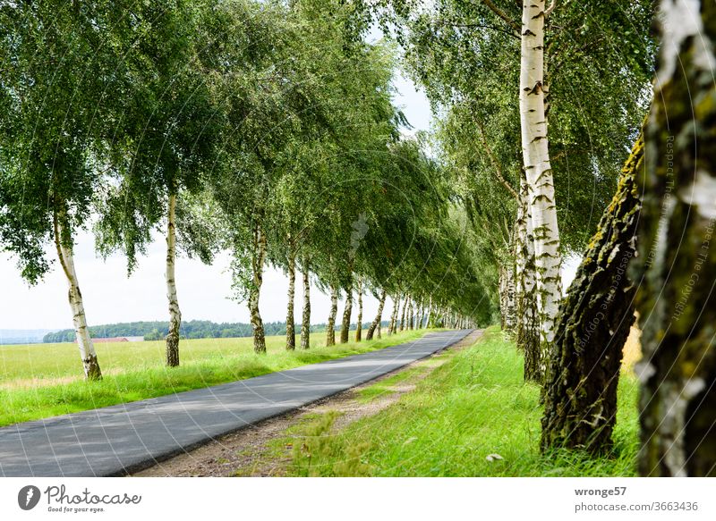 Birch avenue in somewhere birches Birkenweg tree-lined cycle path Summer Lanes & trails Exterior shot Landscape Street Deserted Day Colour photo off green Grass