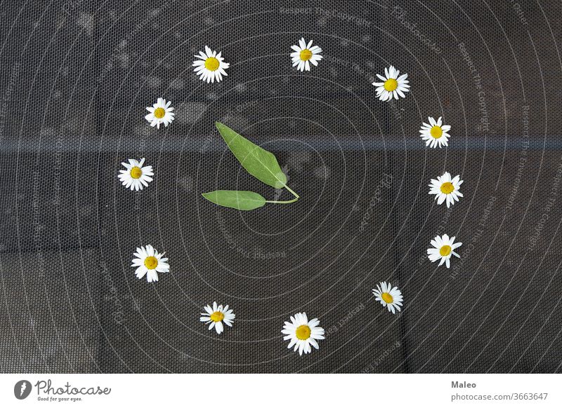 Watch of white daisies and arrows of leaves chamomile clock daisy dial flower green minute time watch background isolated summer yellow decoration floral hour