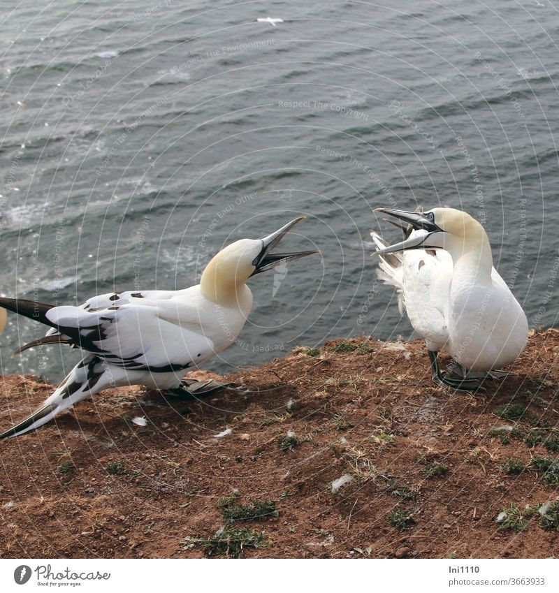 bickering gannets on the red rock of Helgoland Northern gannet birds Rock Red rock Rock edge seabird Young animals argue quarrel Place defense Island Helgoland