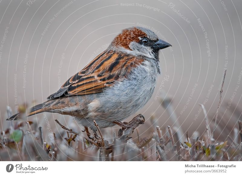 Sparrow on the hedge Passerine bird Animal face Eyes Beak Grand piano Feather Claw Twigs and branches birds Wild animal Observe Looking Near natural