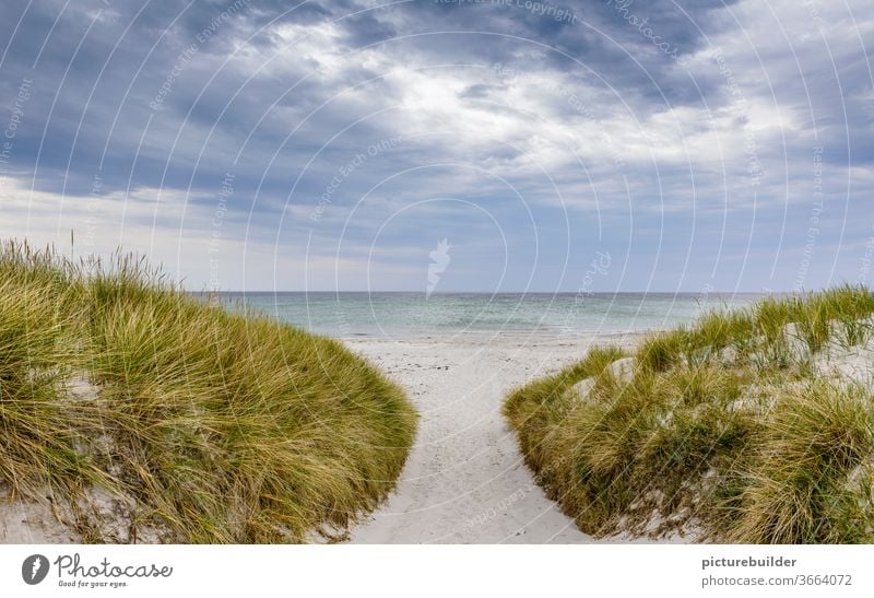 Through the dunes to the beach and then into the sea Clouds Ocean Beach off Sand Grass Access Passage Coast Sky Exterior shot Nature Marram grass Landscape