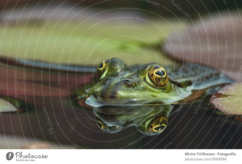 Frog looks out of the water pond frog pelophylax Water frog Head Face peer Muzzle Nose Pond Lake Surface of water be afloat reflection Mirror image Looking