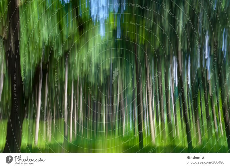 graphic | painted Plant Tree Forest Movement Speed Blue Brown Green Life Daub Colour photo Multicoloured Exterior shot Experimental Abstract Deserted Day Light