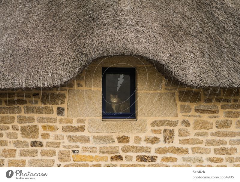 Facade of a Breton house with thatched roof and cat in the window House (Residential Structure) Reet roof Window Cat Brittany Granite Massive France