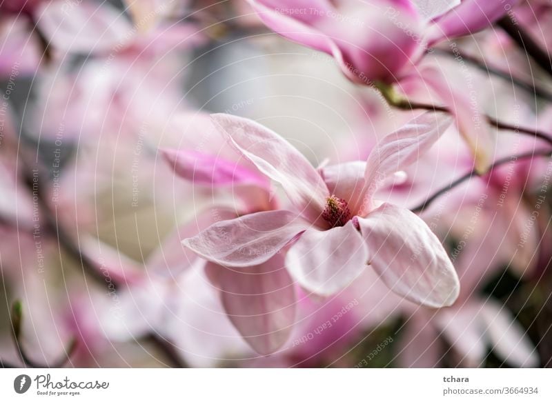 Close up of beautiful white and pink  magnolia blossom petals dewdrops detail spring background tulip-shaped magnolia tulip tree april outdoors purple