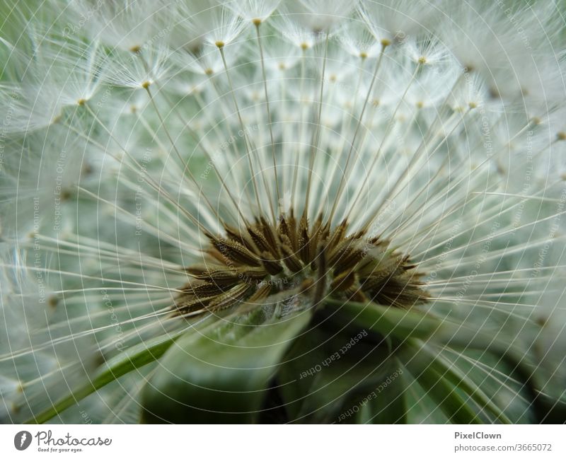 Blowball in a close-up dandelion Macro (Extreme close-up) lowen tooth Plant Sámen Flora, summer, harmony