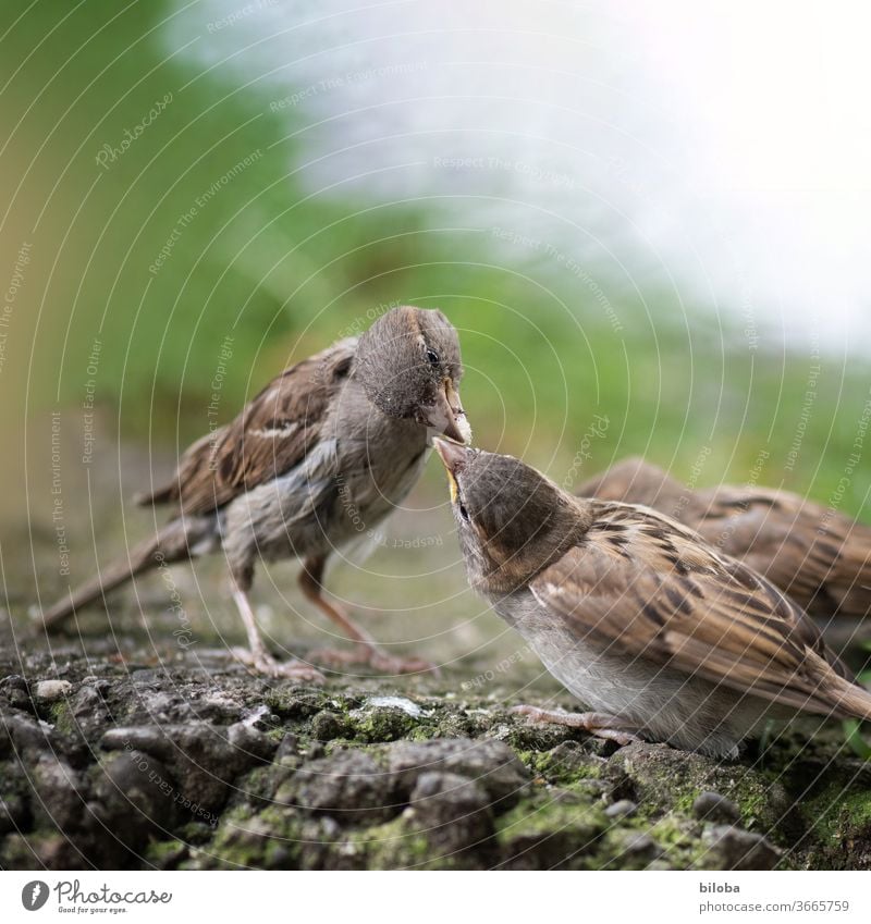Two birds share their food. Sparrow Sparrows Feeding Animal portrait Kissing Social To feed Beak