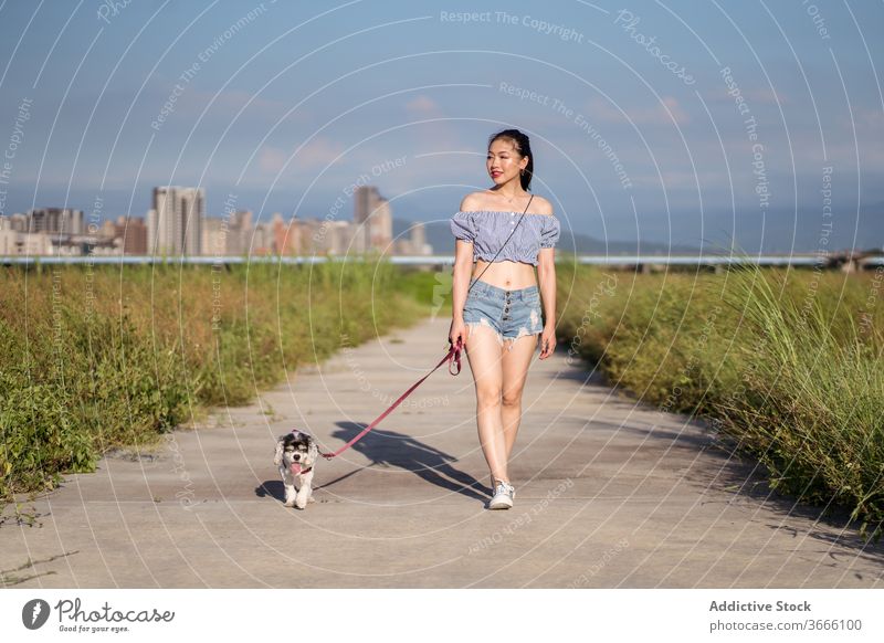 Asian woman walking purebred dog on leash in summer american cocker spaniel canine companion pathway friend obedient breed charming stroll slim small animal