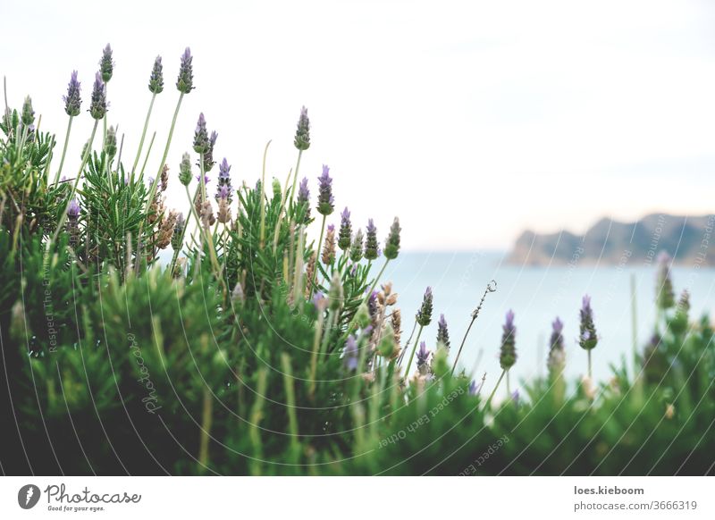 Detail of blooming lavender on blurred seascape, Altea, Spain flower floral nature background summer plant ocean water beautiful green travel close up blossom