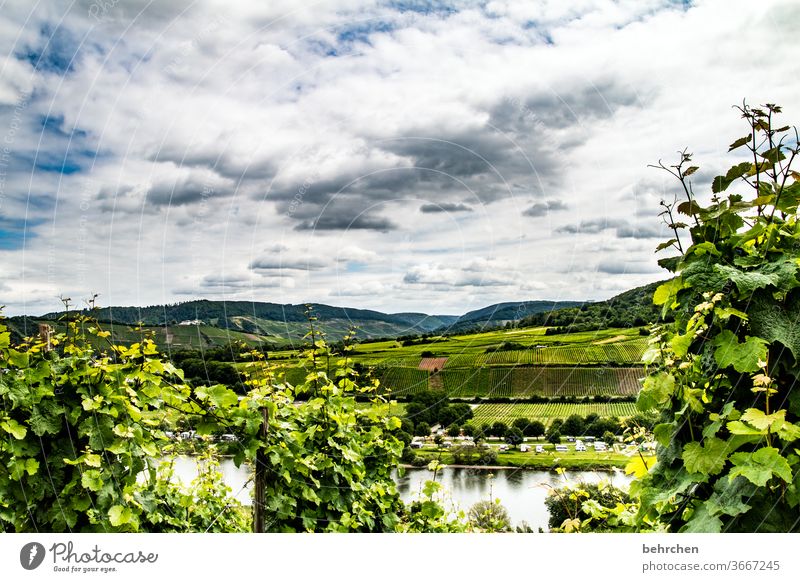 purity law | mosel wine Hunsrück Town Moselle dough Moselle valley Wine growing Sunlight tranquillity vine Mosel (wine-growing area) Rhineland-Palatinate River