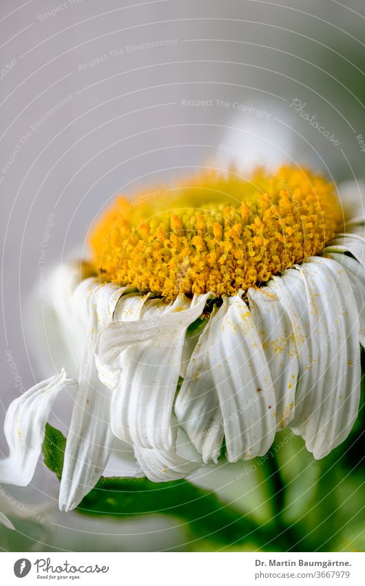 Welking Leucanthemum hybrid, flowerhead, closeup marguerite ornamental garden plant yellow white withering welking