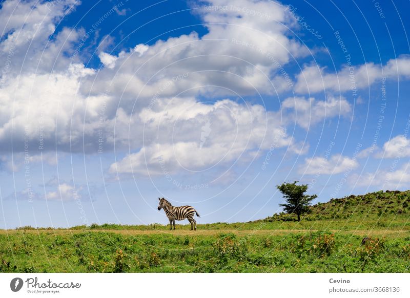 Zebra on a meadow in good weather Meadow Blue sky Clouds Clouds in the sky Animal by oneself Lonely Doomed Complementary colour Contrast depth effect Africa