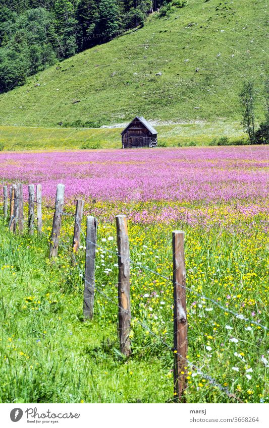 Old hay barn with colourful flower meadow and fence hut Fence Meadow Violet House (Residential Structure) Landscape tawdry Idyll Cliche Flower meadow Nature
