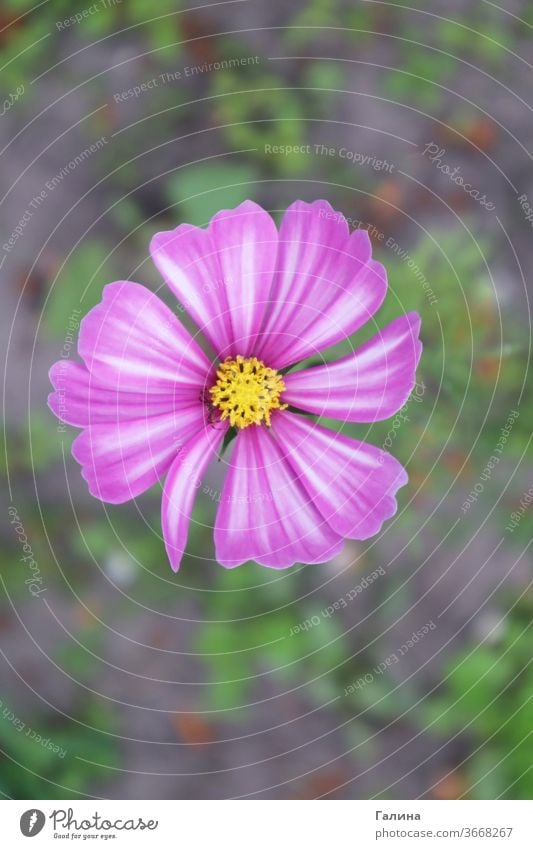 Violet and white cosmos bipinnatus flower growth aster gardening blossom flower garden cosmos mexican aster petals cosmeya wild color beautiful vertical park