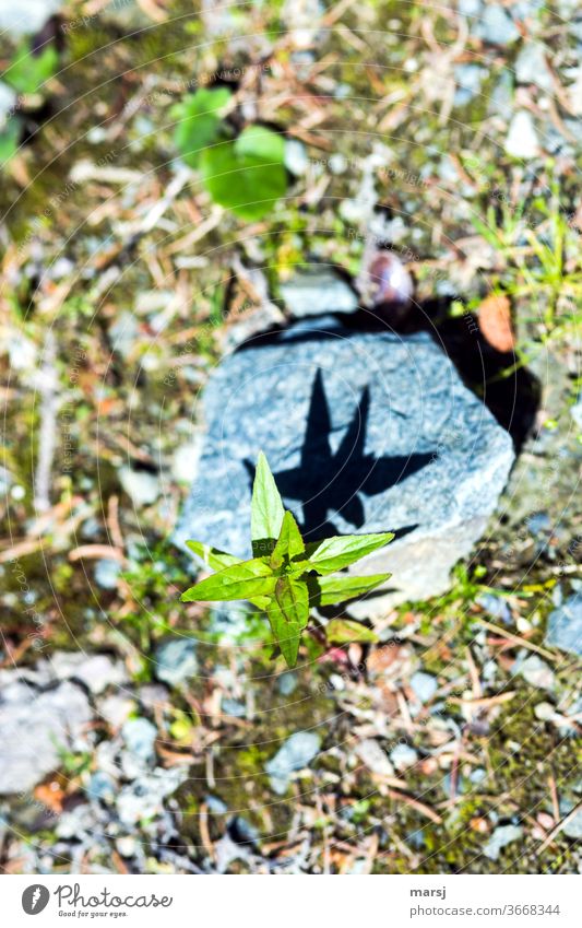 Shadow of a green plant on stone Plant Stone Bird's-eye view Contrast Colour photo Light Nature Foliage plant Growth Wild plant Shallow depth of field