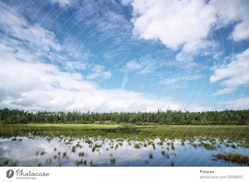 Swamp lake near a green forest wetland countryside moss pine wild beauty spring wood scenery travel park outdoors trees reflections cumulus dark pines birches
