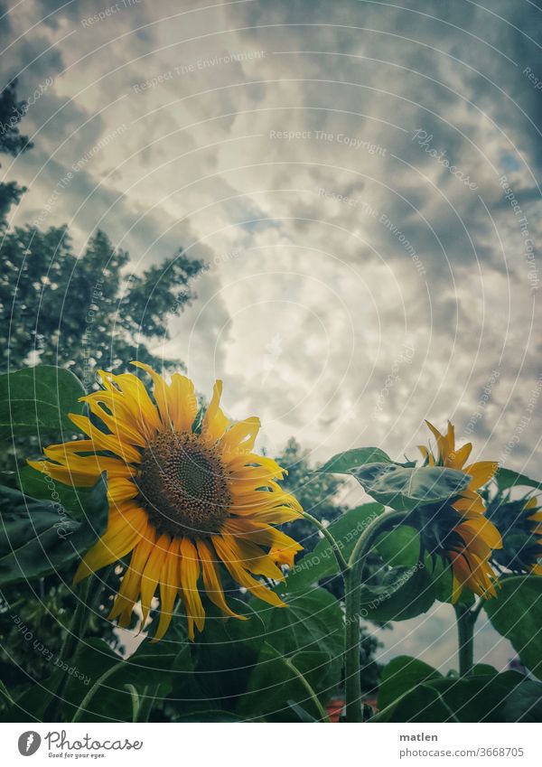 Sunflowers on balconies bleed Sky Yellow Summer Plant Exterior shot Close-up Clouds Deserted mobile