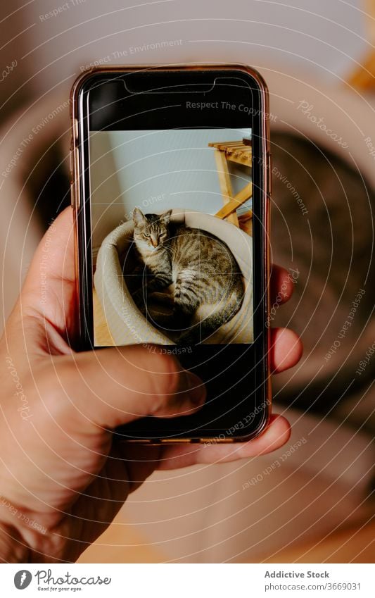 Crop person taking photo of cat on smartphone take photo cute animal lying basket lazy device gadget mobile shoot screen mammal kitty owner home rest comfort