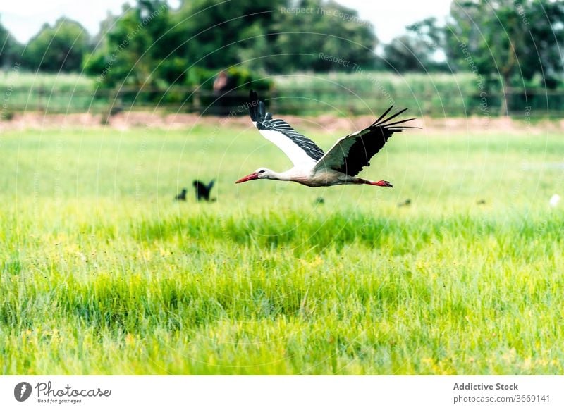 Stork flying over green grass stork field bird wetland avian habitat catalonia the parc natural dels aiguamolls de l emporda spain area nature environment