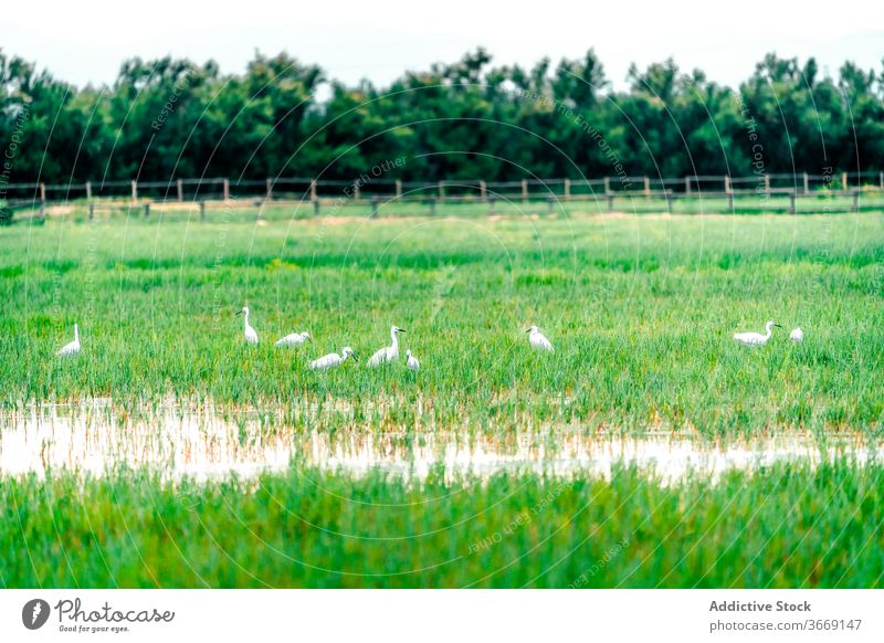 Flock of storks in wetland area flock grass green swamp bird avian habitat the parc natural dels aiguamolls de l emporda spain catalonia cloudy nature