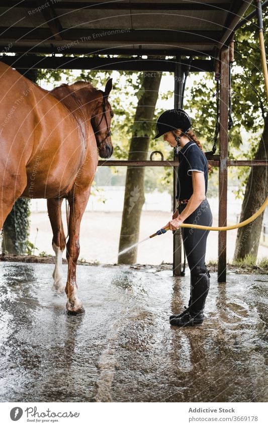 Female equestrian washing horse on ranch water woman hose care stable hygiene animal female jockey rider tool equipment reins bridle equine young busy
