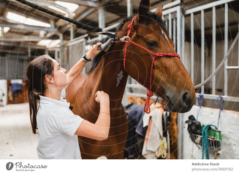 Woman brushing horse in stable grooming equestrian woman equine animal care pet female chestnut mammal jockey horseback rider ranch stand purebred equipment