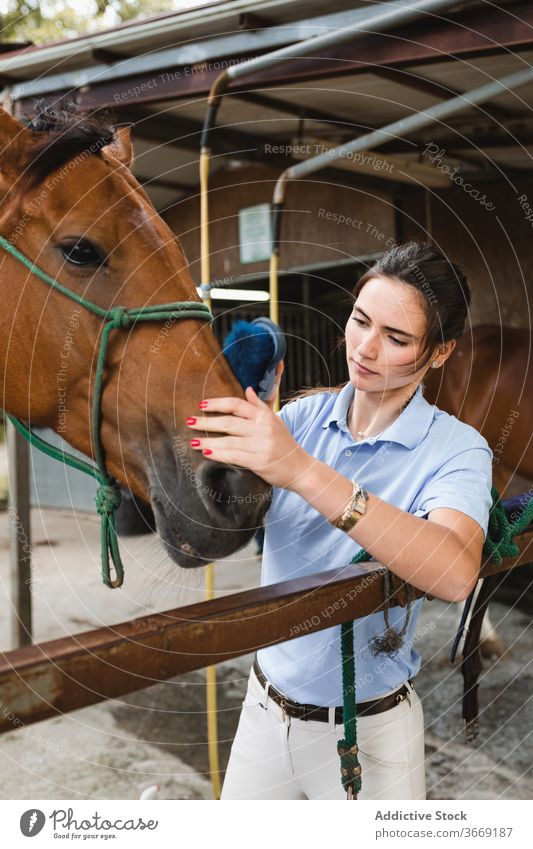 Young horsewoman brushing stallion on ranch grooming equestrian care rider smile chestnut female animal tool equipment equine young busy jockey owner mammal pet