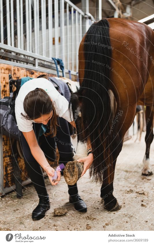 Woman cleaning hoof of horse woman jockey horseshoe care stable animal tool female equestrian busy owner equine pet chestnut mammal horseback rider ranch stand