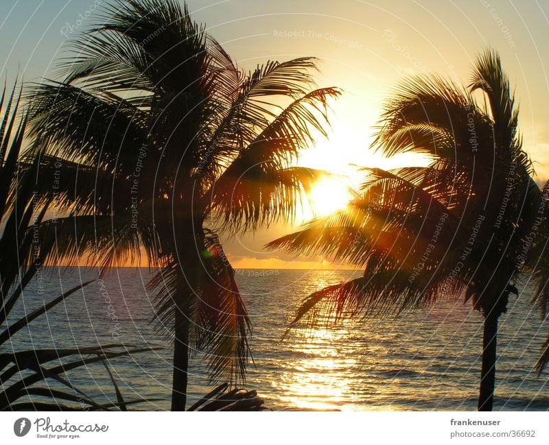 Sunrise at the coast of Fort Lauderdale Florida Americas Palm tree Beach Miami USA