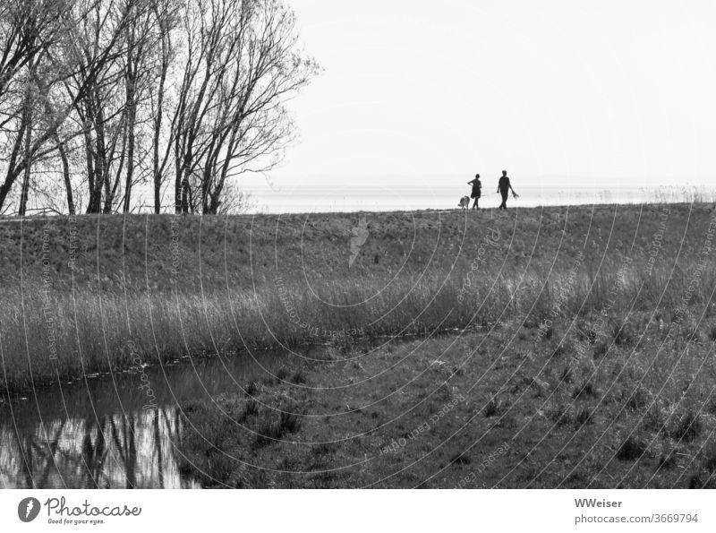 Walk with the dog on the old dike people Dog To go for a walk black-and-white Dike Usedom huts Water reflection Nature Grass Landscape Lake Sky Reflection Calm