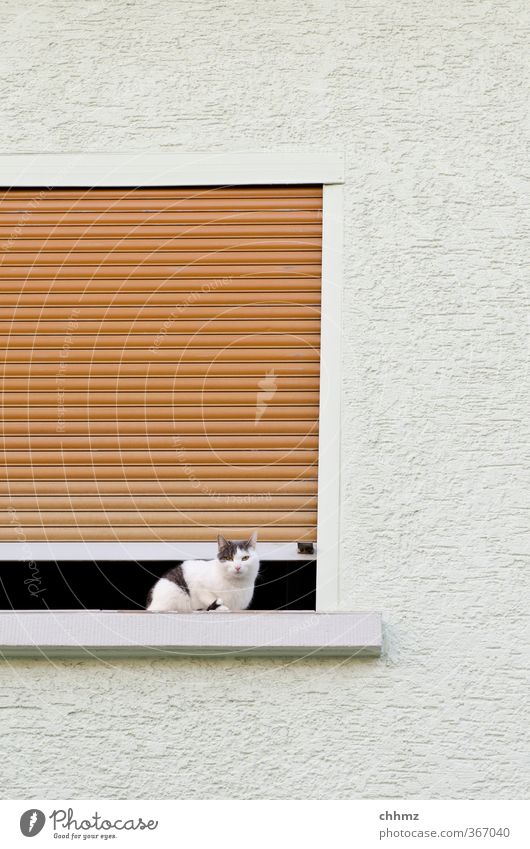 guillotine Pet Cat 1 Animal Looking Sit Curiosity White Dangerous Building Window Wall (building) Plaster Roller shutter Venetian blinds Column Air Disk